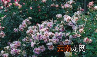 哪些花卉冬天能施肥 哪些花卉冬天能施肥呢