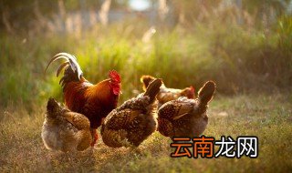 冬天养殖家禽注意，冬天养殖家禽注意些什么