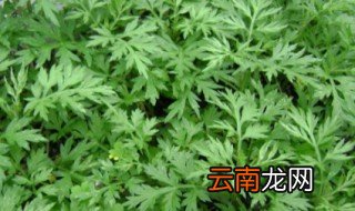 艾叶泡脚的功效与作用禁忌 艾叶还有什么用法