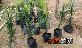 罗汉松怎么繁殖小苗 罗汉松繁殖小苗方法