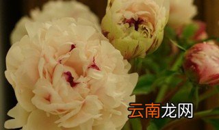 芍药根块种植方法和时间 如何种植芍药根块