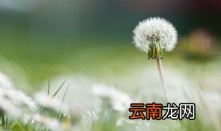 如何识别蒲公英 怎么辨别蒲公英