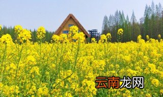 油菜花的花期 油菜花的花期简单介绍