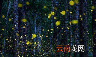 夜萤火虫和你 夜萤火虫和你是什么