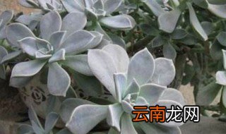 石莲花有几种 石莲花的介绍