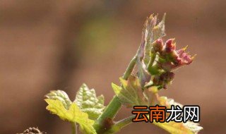 葡萄抹芽技术要点 葡萄抹芽技术要点有哪些
