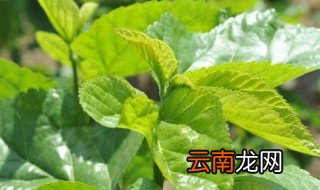 桑叶怎么辨别 桑叶的辨别方法