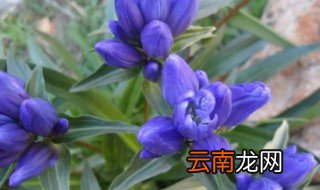 龙胆草的功效与作用及禁忌 龙胆草的功效与作用及禁忌是什么