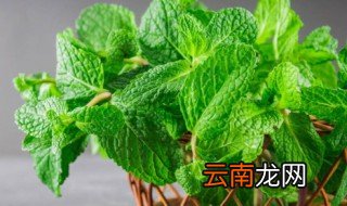 薄荷叶泡水的方法 薄荷叶怎么泡水