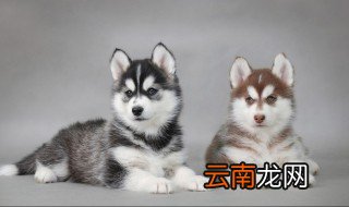 黑白狗是什么品种 关于黑白狗的介绍