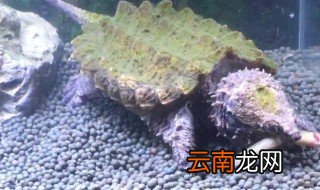 大鳄龟怎么养 大鳄龟的养殖方法