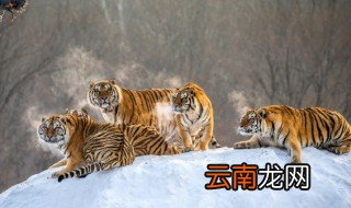 与虎谋皮的故事和含义简短 关于与虎谋皮的故事和含义简短