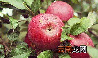 怎么储存苹果 如何保存苹果