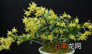 石斛在家怎样种植方法 石斛如何种植