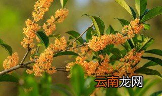 桂花浇水方法 桂花怎么浇水