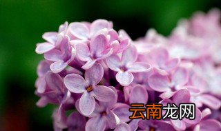 丁香花盆栽的养殖方法 丁香花种植要注意什么