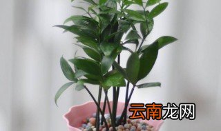 罗汉柴盆景养殖方法 罗汉柴盆景养殖的方式