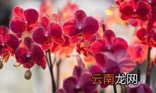 腰缠万贯花的养殖方法 关于腰缠万贯花的养殖方法