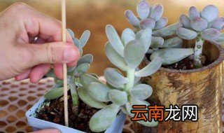 多肉品种及养殖方法 多肉品种及养殖方法是怎样的