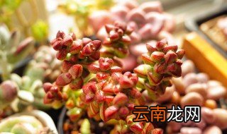 半球乙女心的养殖方法 半球乙女心的养殖注意事项