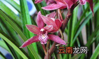 墨兰养殖方法与技巧 怎么养殖墨兰