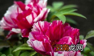 牡丹的养殖方法 如何养殖牡丹