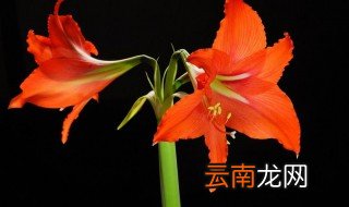 对角莲的养殖方法 对角莲养殖的教程