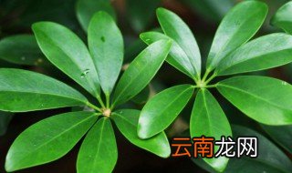 夏天招财树的养殖方法 如何在夏天养殖招财树