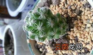 多肉白鸟的养殖方法 多肉白鸟养护流程