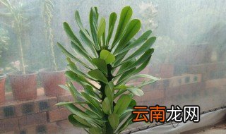花卉龙骨养殖方法 花卉龙骨怎么养护长得好呢