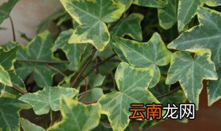常春藤水培养殖方法 水培常春藤的步骤