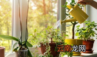 盆景怎么养 盆景如何养殖