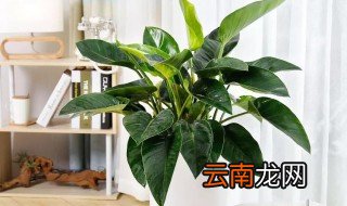大叶金钻的养殖方法 大叶金钻花朵怎么养护呢