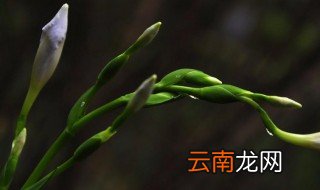 扁叶兰的养殖方法 扁叶兰养护步骤