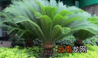 铁树养殖方法 铁树怎么养殖长势好