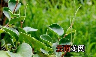 小家碧玉怎么养殖方法 小家碧玉养殖的步骤