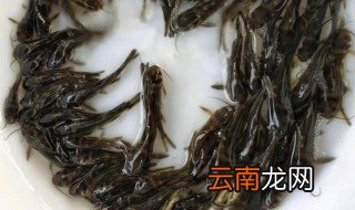黑鱼苗的养殖方法 黑鱼苗怎样养