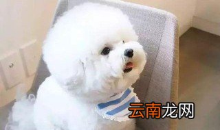养比熊怎么养 比熊应该怎么养