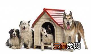 家狗怎么养 家狗如何养