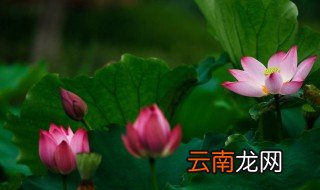 形容六月天句子 形容六月天句子有哪些