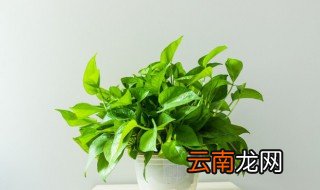 家庭绿萝的养殖方法 绿萝的养殖方法