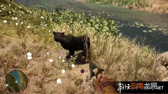 《孤岛惊魂：原始杀戮》动物数据大全图鉴 豺狗Dhole