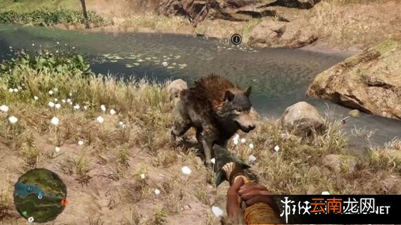 《孤岛惊魂：原始杀戮》动物数据大全图鉴 豺狗Dhole