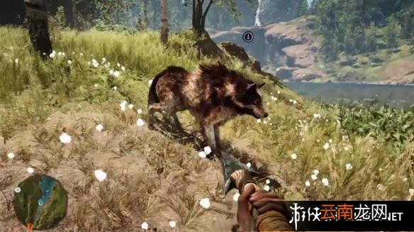 《孤岛惊魂：原始杀戮》动物数据大全图鉴 豺狗Dhole