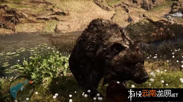 《孤岛惊魂：原始杀戮》动物数据大全图鉴 豺狗Dhole