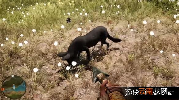 《孤岛惊魂：原始杀戮》动物数据大全图鉴 豺狗Dhole