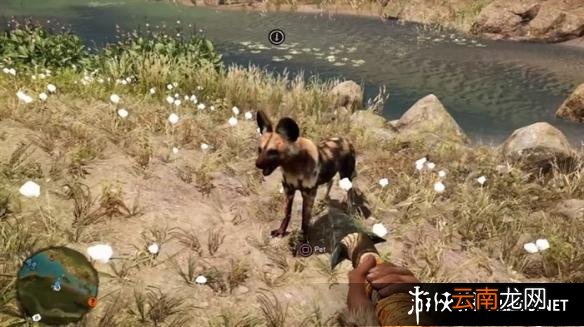 《孤岛惊魂：原始杀戮》动物数据大全图鉴 豺狗Dhole