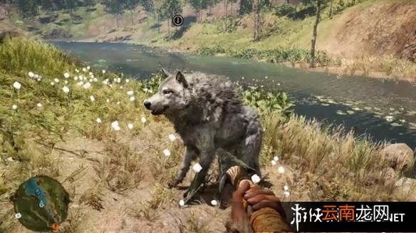 《孤岛惊魂：原始杀戮》动物数据大全图鉴 豺狗Dhole