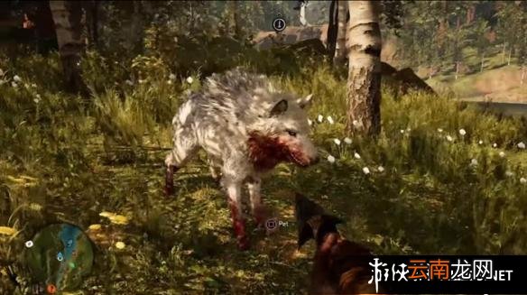《孤岛惊魂：原始杀戮》动物数据大全图鉴 豺狗Dhole