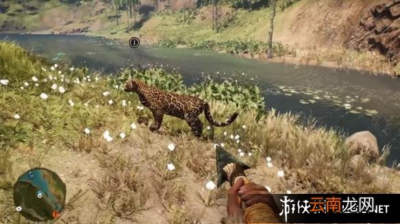 《孤岛惊魂：原始杀戮》动物数据大全图鉴 豺狗Dhole